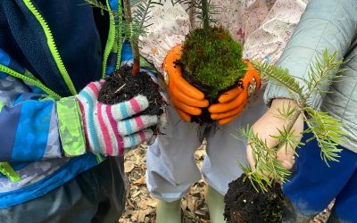 Pflanzaktion im Wald- und Seekindergarten Lindau